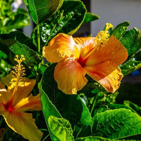 Apartamento Domingos Arco da Calheta  Eksteriør billede
